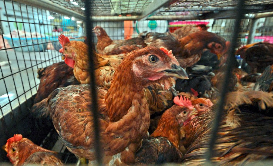 (File pix) The retailing of chicken during festive seasons often closely monitored, is always a subject of contention among consumers during the festive season, especially on the supply side. Reports of shortage in the market are not uncommon. Pix by Shahnaz Fazlie Shahrizal