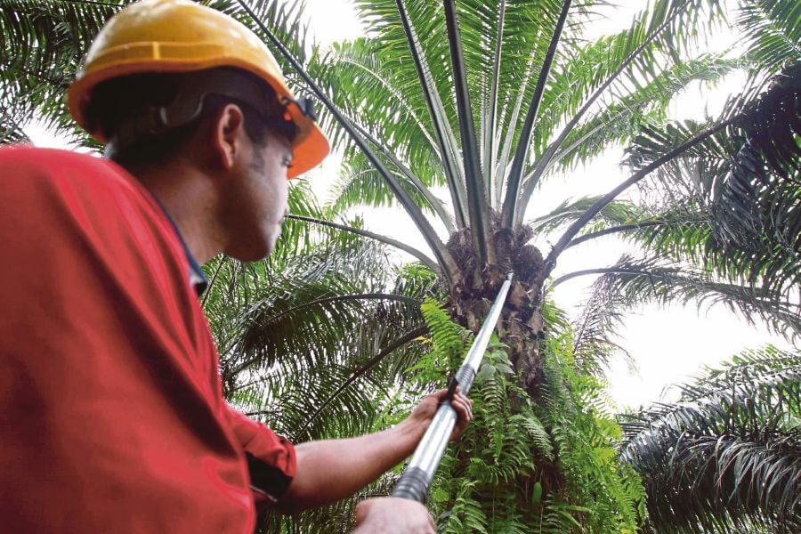 Oil palm planters urge gov to reduce taxes and allow more ...