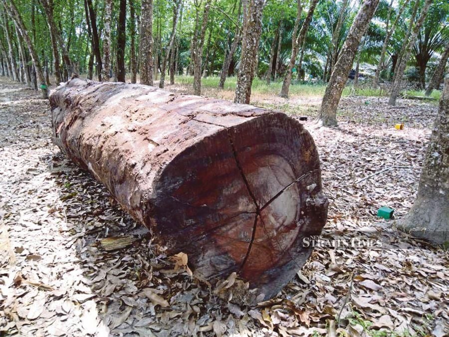 File:Teakwood Tree.jpg - Wikimedia Commons