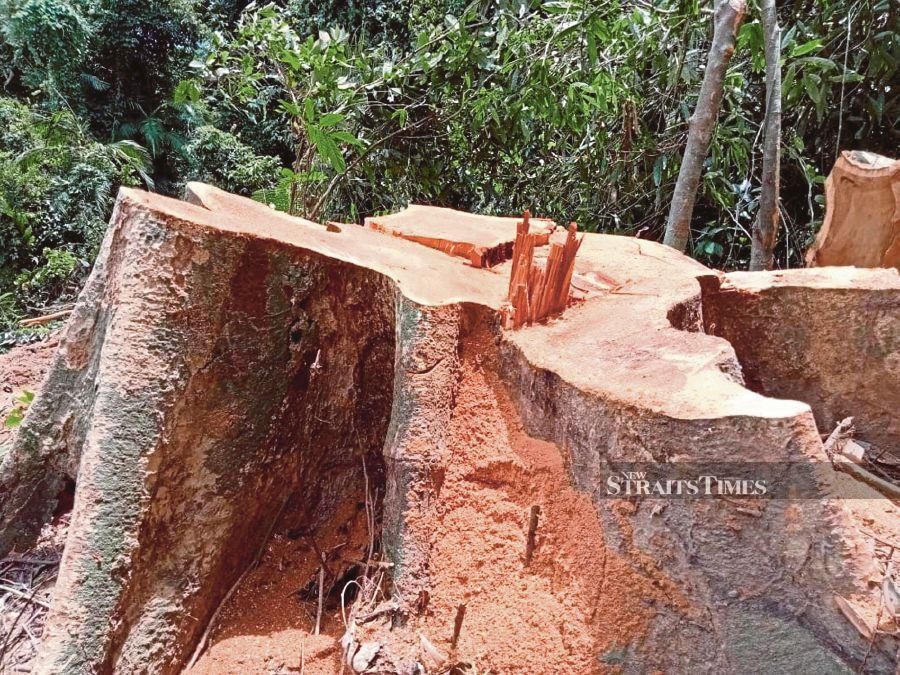 Deforestation has deprived wildlife of its habitats and intensified our biodiversity crisis. -NSTP file pic
