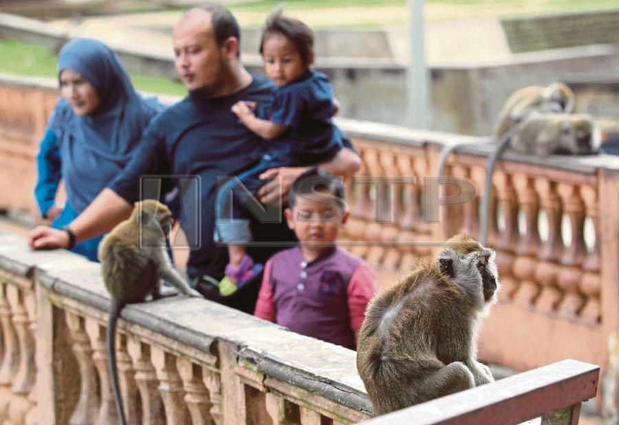  The monkeys in Teluk Cempedak beach in Kuantan are said to turn aggressive when their demand for food is not met. PIC BY MUHAMMAD ASYRAF SAWAL