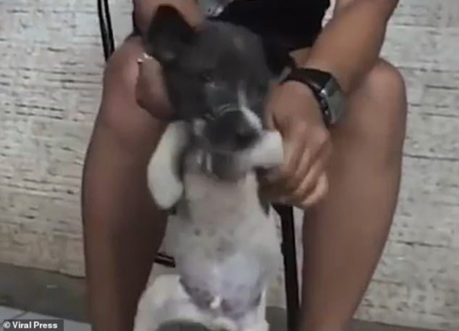 Asian woman stubs out cigarette on tied-up puppy in 'animal torture fetish'  video