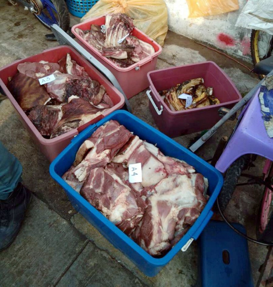 Johor Wildlife and National Parks Department (Perhilitan) officer nabbed a 60-year old man in Senai for possessing frozen exotic meat. NSTP pic.