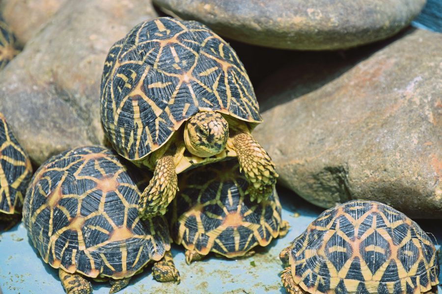 Cubs Rare Tortoises Seized In Riau