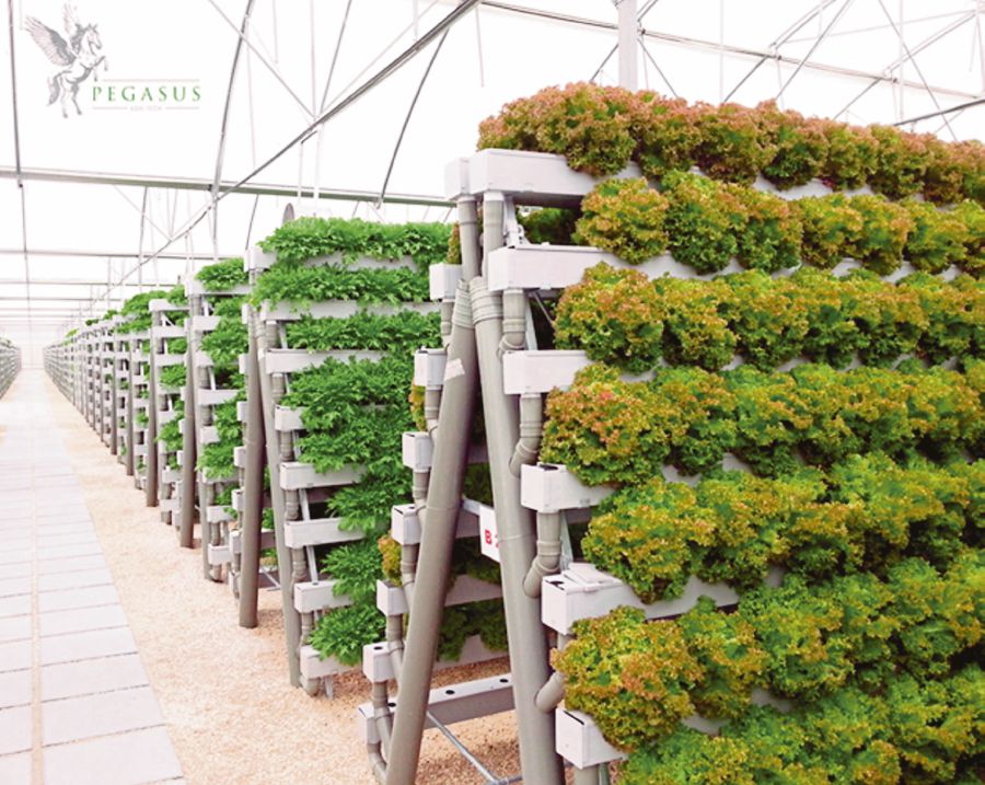 Vertical farming, in which soil is no longer an issue, is gaining popularity. FILE PIC