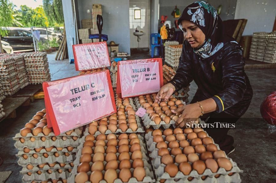 A worker arranging trays of eggs the wholesale store in Kampung Chabang Tiga, Kuala Terengganu.