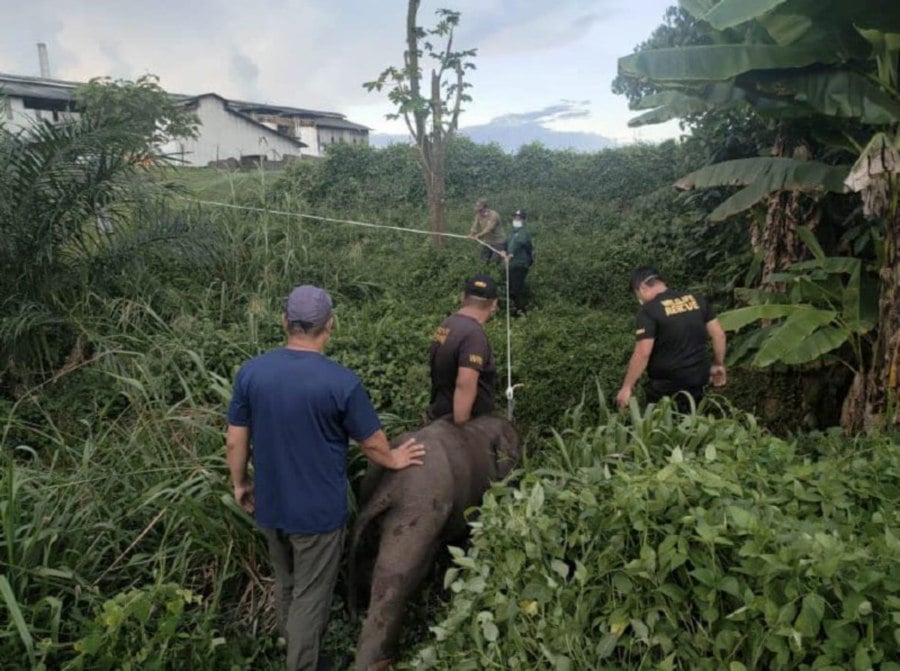 Sabah Wildlife Dept Rescues Baby Elephant Rejected By Herd