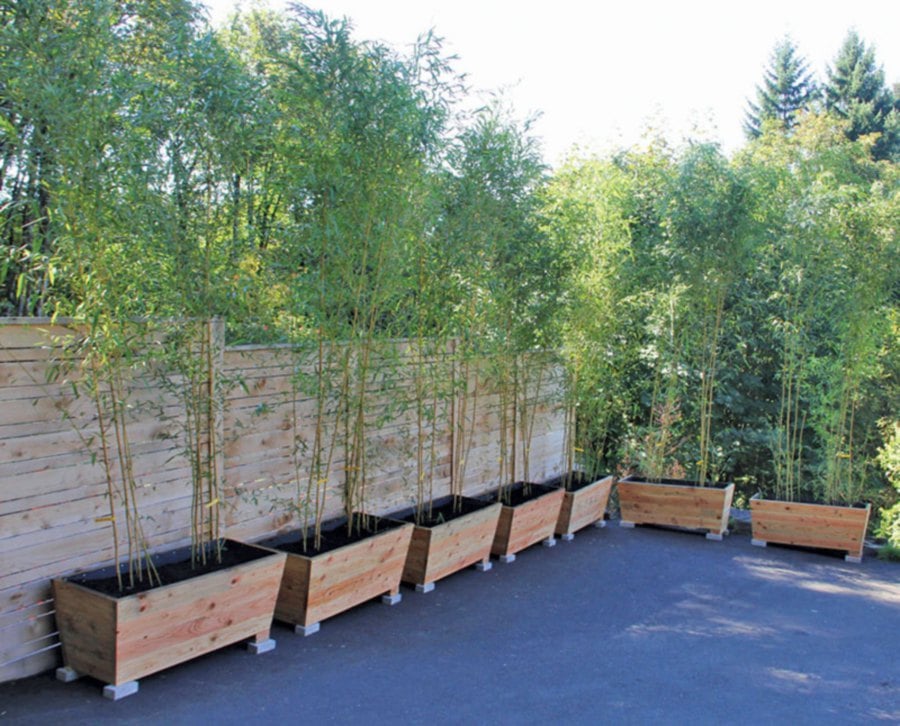 Bamboo growth can be controlled when planted in containers.
