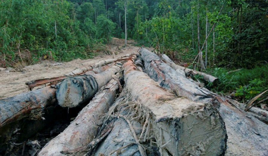 Malaysia has earmarked 2.3 million hectares of forest for deforestation - an area larger than the size of Perak, Penang and Melaka combined and 100 times the size of Kuala Lumpur.