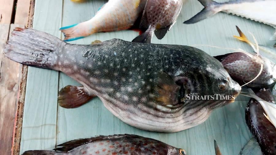 The government has never allowed puffer fish which contain dangerous toxins to be sold in the market, said the Health Ministry. - NSTP pic