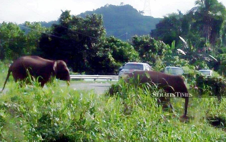 Corridors Between Habitat Areas Can Reduce Roadkill