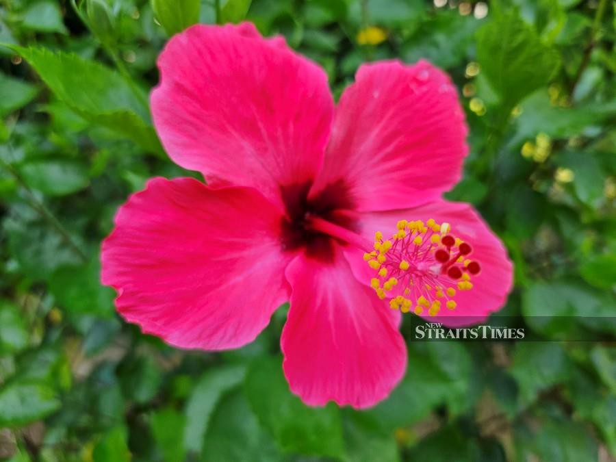 A close-up photo ofa Hibiscus taken with the Galaxy Z Flip5.