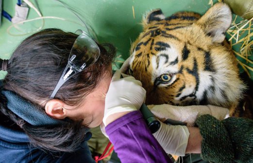  (File pix) Veterinarian Johanna Painer examines the eyes of female tiger Vavara in the big cat station of the organization 'Vier Pfoten' in Massweiler, Germany, 13 January 2016. A tiger attacked a keeper at a zoo in Australia on Thursday, leaving him with a “significant puncture wound” to the head. EPA