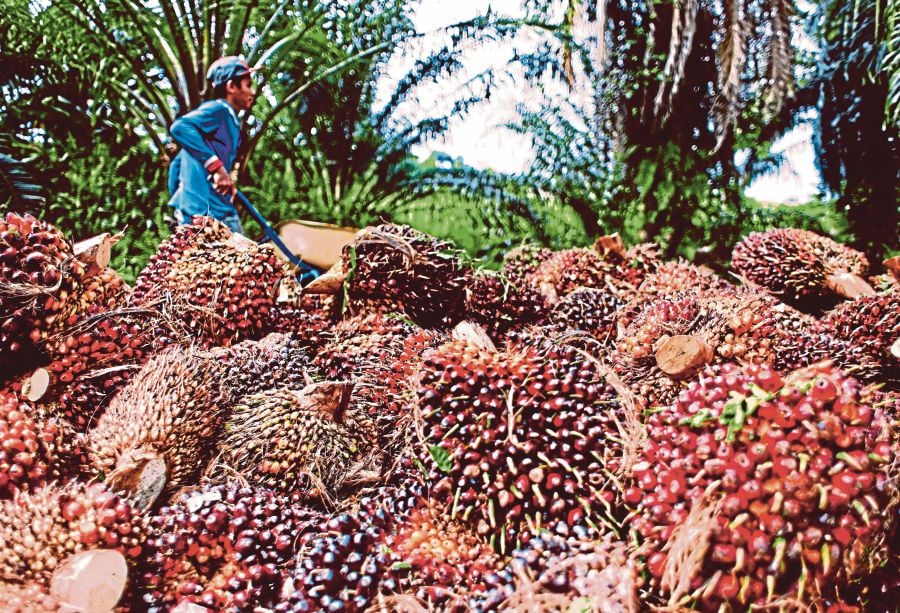  Malaysia recorded RM40.51 billion in the export value of palm oil with an export quantity of 9.66 million metric tonnes from January to August this year. - NSTP/LUQMAN HAKIM ZUBIR