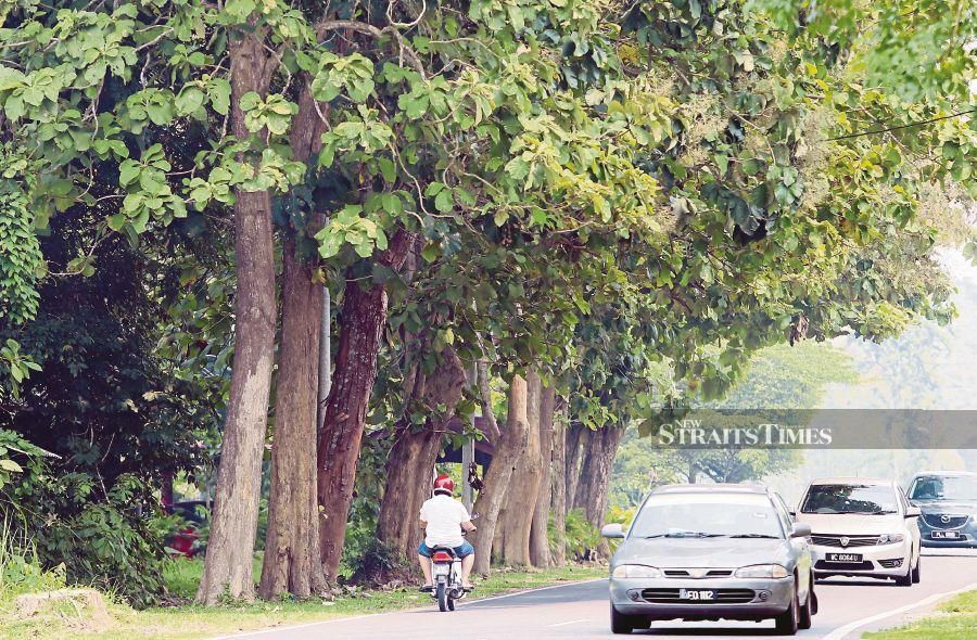Teak trees lining the sides of the trunk roads in Perlis are a source of pride for residents of the state and have also become a tourist attraction. PIC BY AMRAN HAMID 