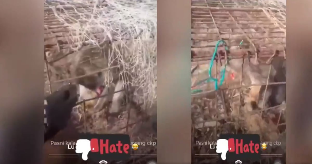 WATCH: Police hunting man who shot caged monkey in viral video | New ...