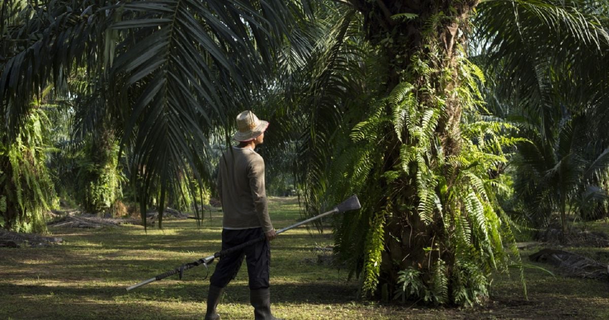 Sarawak Palm Oil ESG's ratings is medium, credentials appear to be ...