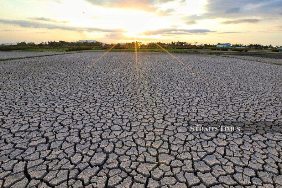 A dried up padi field in Sabah. -- NSTP Filepic