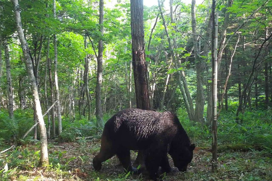 Bear attacks in Japan are at a record high. Climate change and an aging  population are making the problem worse