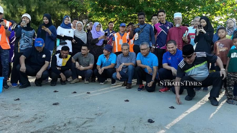 More green turtles expected to land in Perak this year