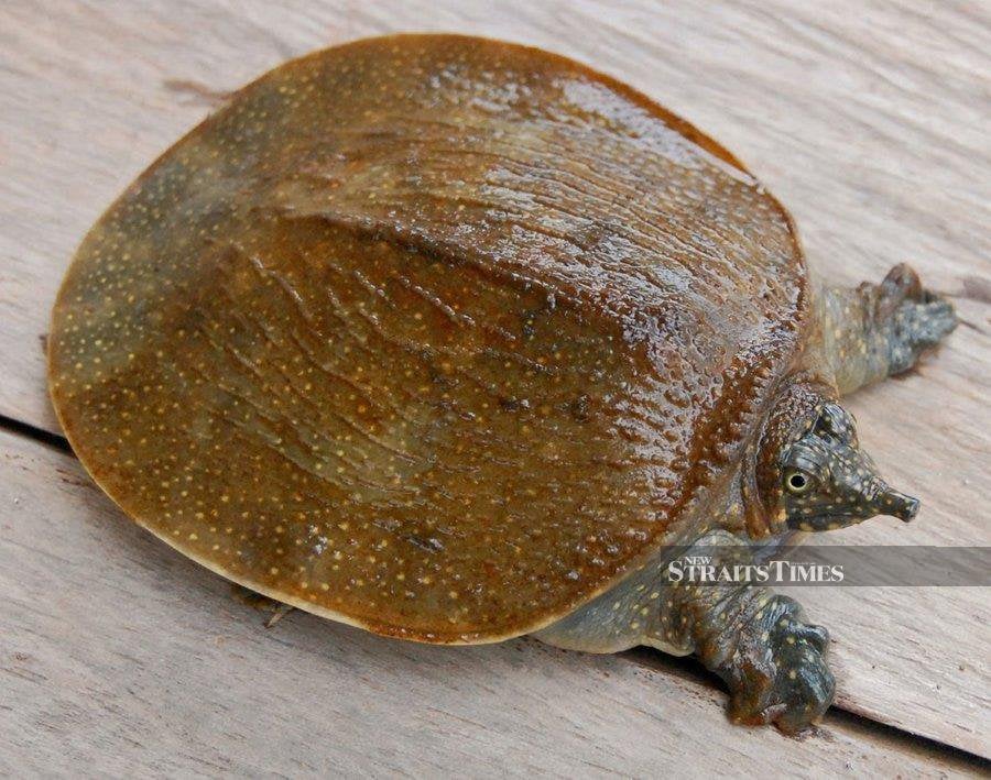 The giant softshell turtle has been classified as critically endangered by the International Union for Conservation of Nature (IUCN).  - NSTP file pic
