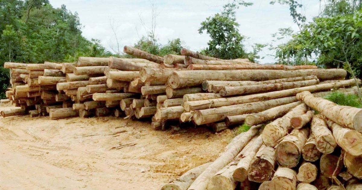 10-cases-of-illegal-logging-since-beginning-of-year-new-straits-times