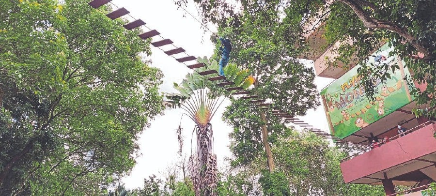 One of the Melaka Zoo attractions is The Flying Monkey with a zipline 20 to 30 metres high where daredevils get strapped to a harness and move from line to another line on a cable suspended in mid-air. -Pic courtesy of writer