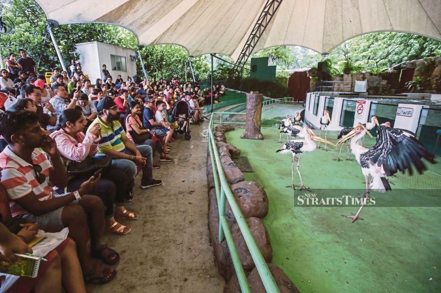 Potential sponsors offer to keep Zoo Negara afloat after ...