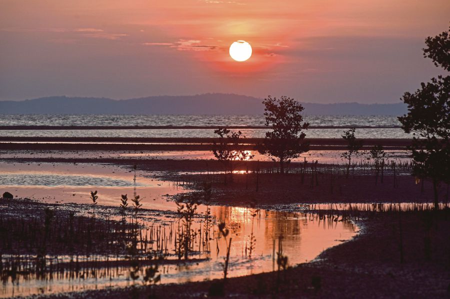 The sun rising over a mangrove in Kerupang, Labuan, recently. Mangroves are amazing at absorbing and sequestering carbon and regulating other greenhouse gases.-BERNAMA PIC 