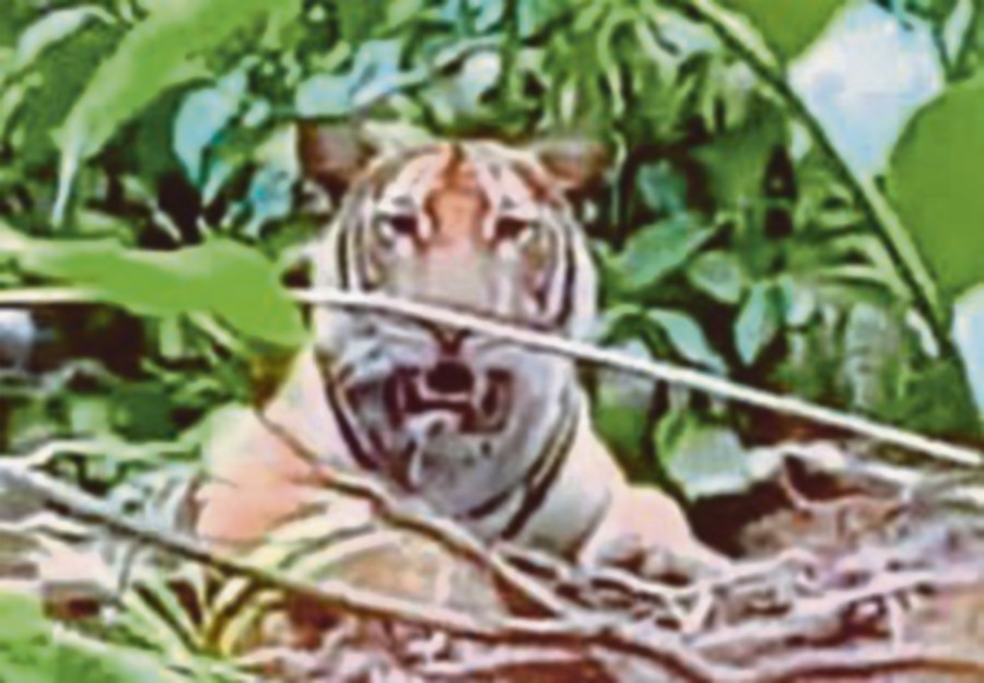 A screengrab of the video showing the tiger spotted at the Lenggor Forest Reserve in Kluang on Monday.