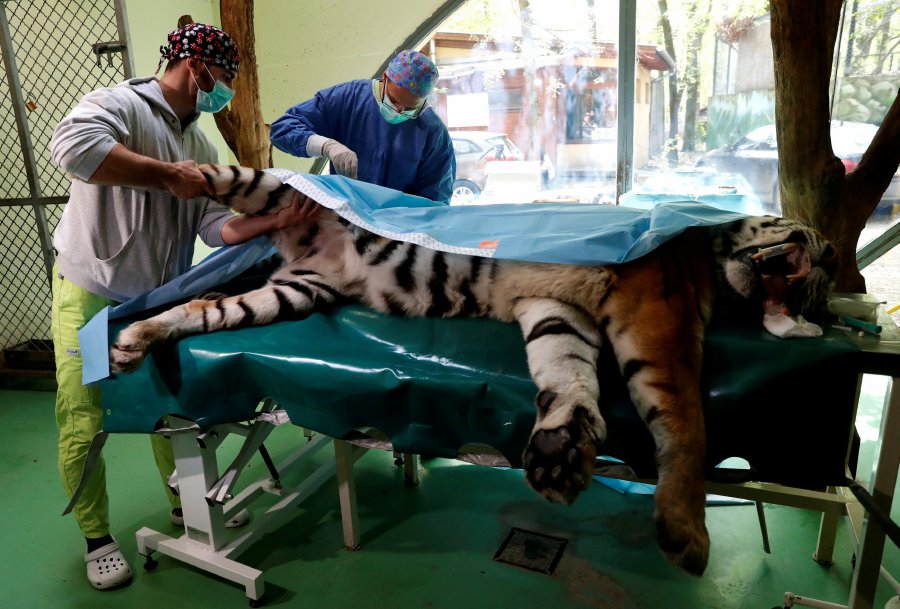 Igor the Siberian tiger gets stem-cell hip treatment in Hungary | New ...