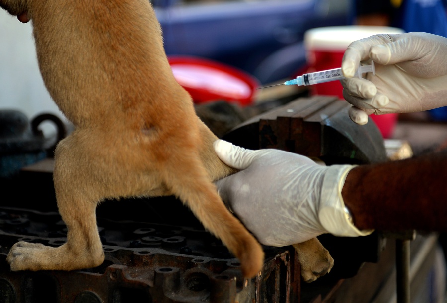 Samples from Kuala Sepetang dogs sent for rabies tests; 79 strays