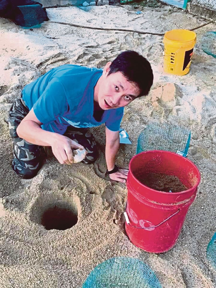 Dylan Wang counting terrapin eggs before transferring them to a hatchery near the conservation site in Kemaman recently. - Pic courtesy of the Turtle Conservation Society of Malaysia