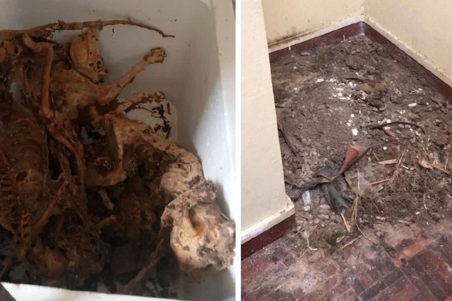 A landlord made a gruesome discovery of animal carcasses littering a condominium unit in Bandar Sri Permaisuri, Cheras, rented to a local man in his 30s on March 11. -Pic courtesy of Malaysia Animal Association