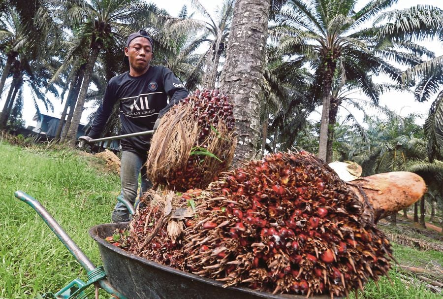 Palm Oil Price Forecast 2030