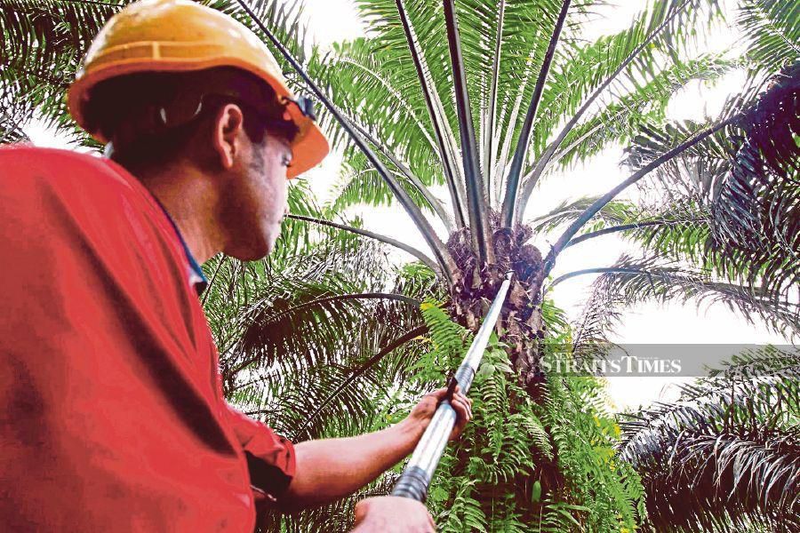 Malaysian palm oil futures looks for direction on Monday as market participants awaited new leads, while a report of weak exports data weighed the contract. NSTP/MOHD AZREEN JAMALUDDIN