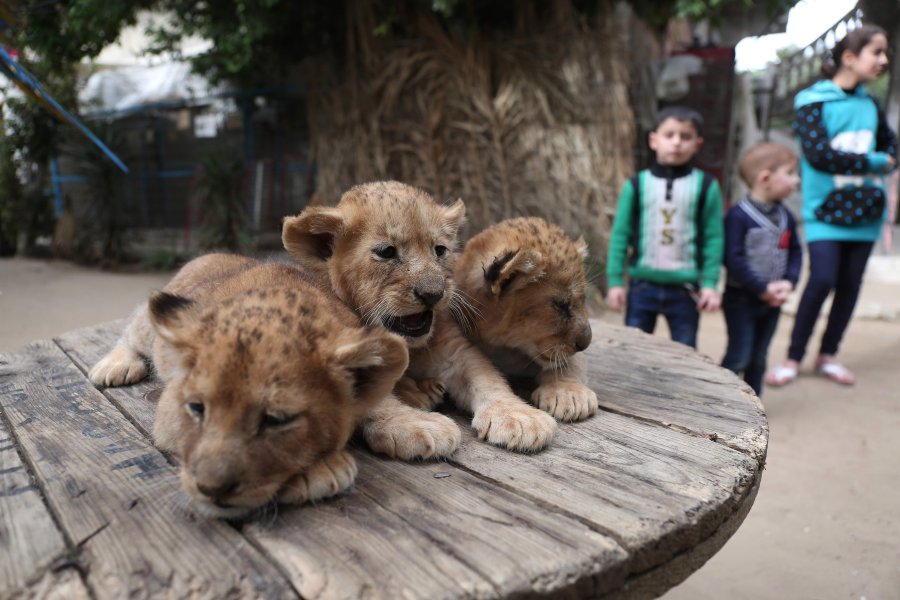 Gaza zookeeper puts three lion cubs up for sale