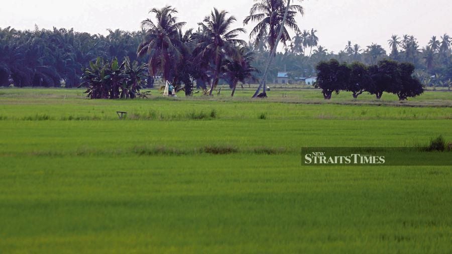 A picture of a padi field in Sungai Acheh, Nibong Tebal.  To prepare for  rising sea levels due to climate change, some countries have began planting saline padi to ensure food security. - NSTP file pic  