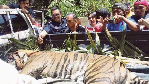  Given the precariously low tiger numbers, how many tigers can we afford to lose? 