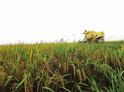 More needs to be done to grow a sustainable rice industry | New Straits ...