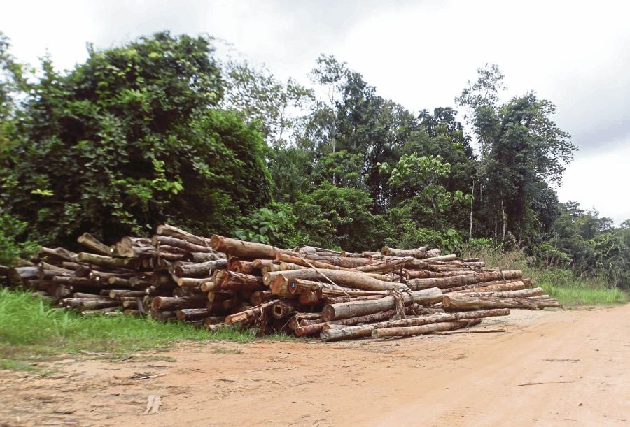 Logging can hurt water sources | New Straits Times | Malaysia General ...