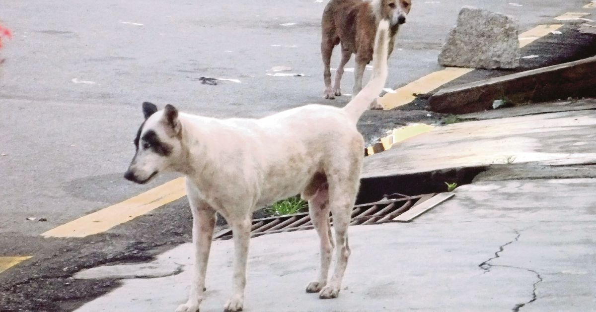 Stray dogs making a mess | New Straits Times