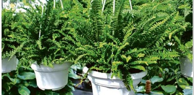 How To Grow Evening Primrose A Triple Duty Plant Gardener S Path