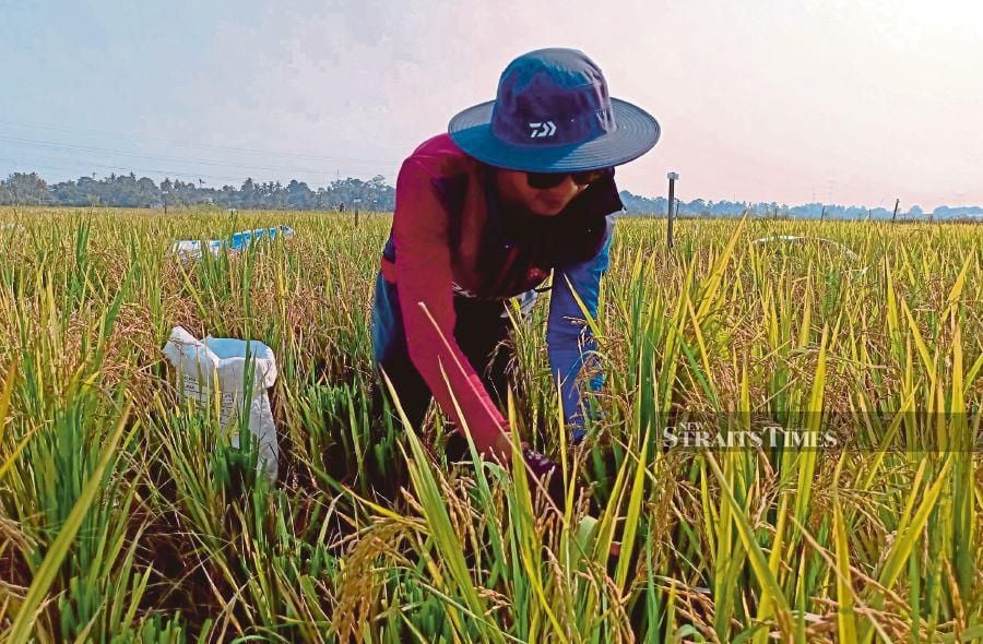 The Malaysian Padi Farmers Brotherhood Organisation (Pesawah) is urging the government to review padi purchase floor prices to RM1,700 per metric tonnes to ensure it is aligned with the recently revised certified padi seed prices.--fotoBERNAMA (2023) HAK CIPTA TERPELIHARA