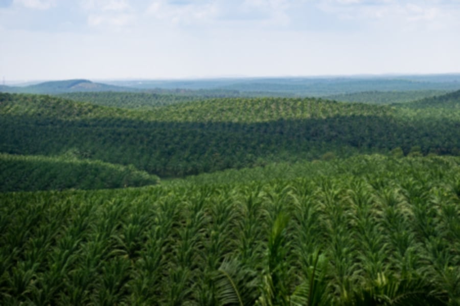 The forthcoming results season, which starts on February 20, is expected to yield a mixed bag of results from companies in the plantation sector.