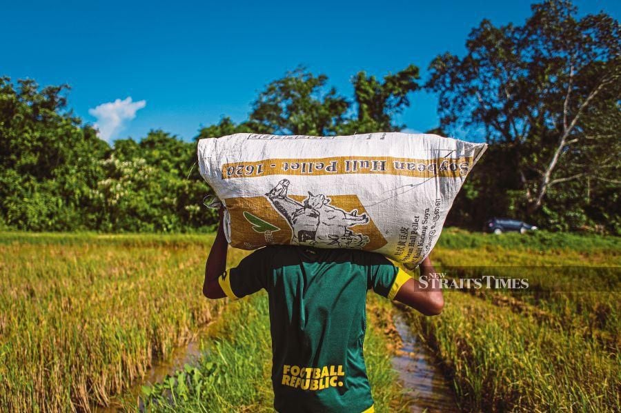  A farmer carrying a sack of crop trimmings to be fed to livestock in Pokok Sena, Kedah, recently. PIC BY LUQMAN HAKIM ZUBIR 