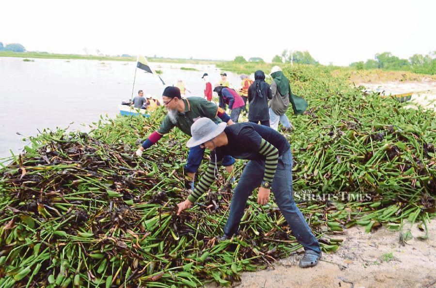 Universiti Putra Malaysia researchers clearing water hyacinth from a polluted lake in 2019. - NSTP file pic