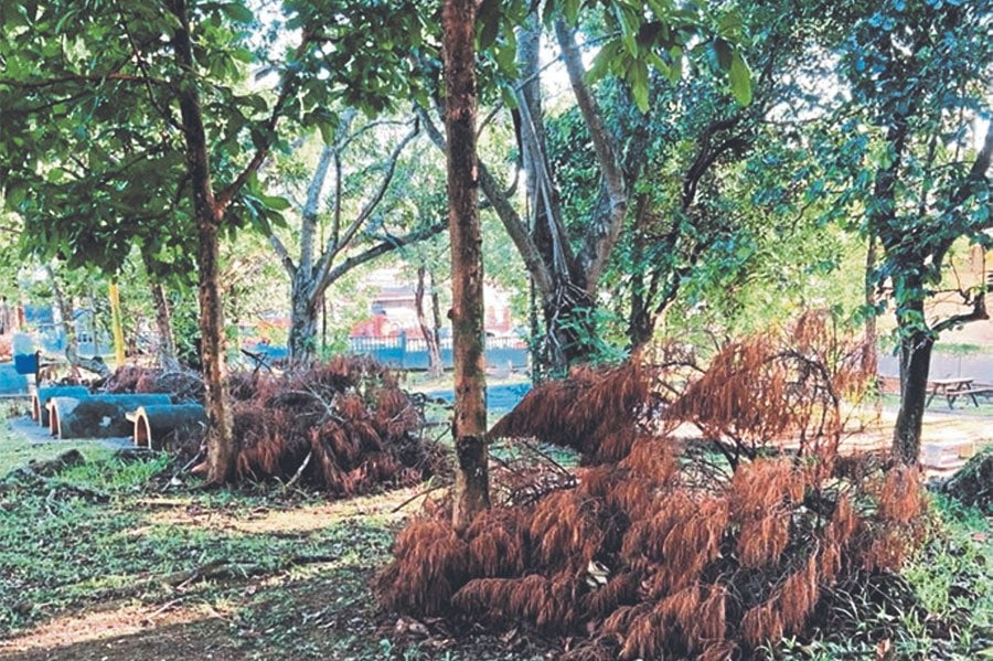 The park in Jalan Bangkung, Bangsar, with uncollected tree branches. Pic courtesy of writer