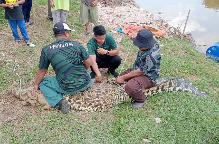 The three-metre-long saltwater crocodile was captured using dead chicken in a trap set-up by the Wildlife and National Parks Department (Perhilitan). COURTESY PIC
