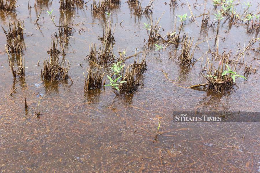The farmers claimed that they suffered tens of thousands of ringgit in losses each season when their over 30 hectares of padi fields are flooded. NSTP/WAN NABIL NASIR
